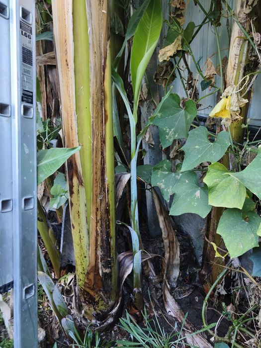 Bananeiras maçã e bananeiras figo