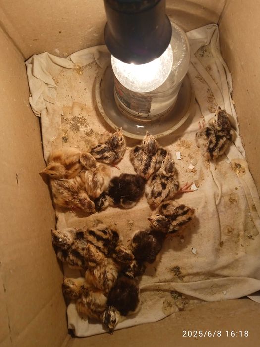 Продам фазанів цього року