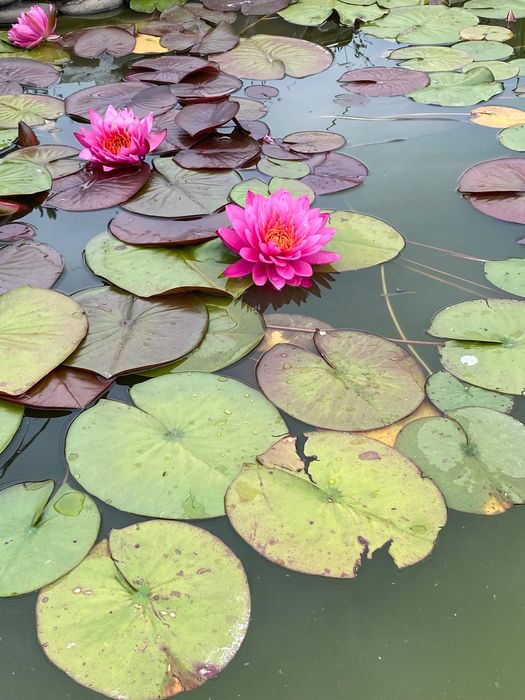 Водяная Лилия ( нимфея) Tan Khwan