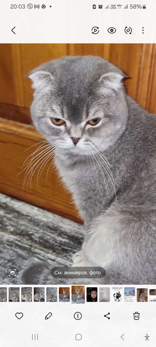 Шотландский вислоухий котик