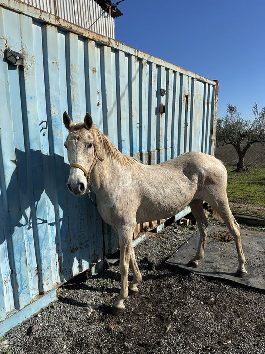 Egua Montada e engatada