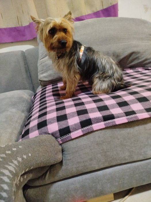 Yorkshire Terrier lindíssimo
