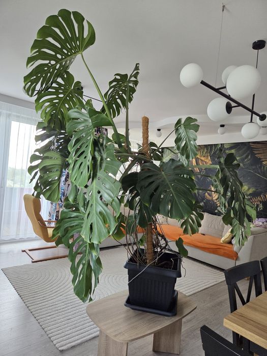 Monstera  XXL –  210 cm | 180 cm szerokości