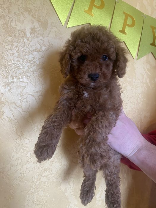 Хлопчик Той Пудель