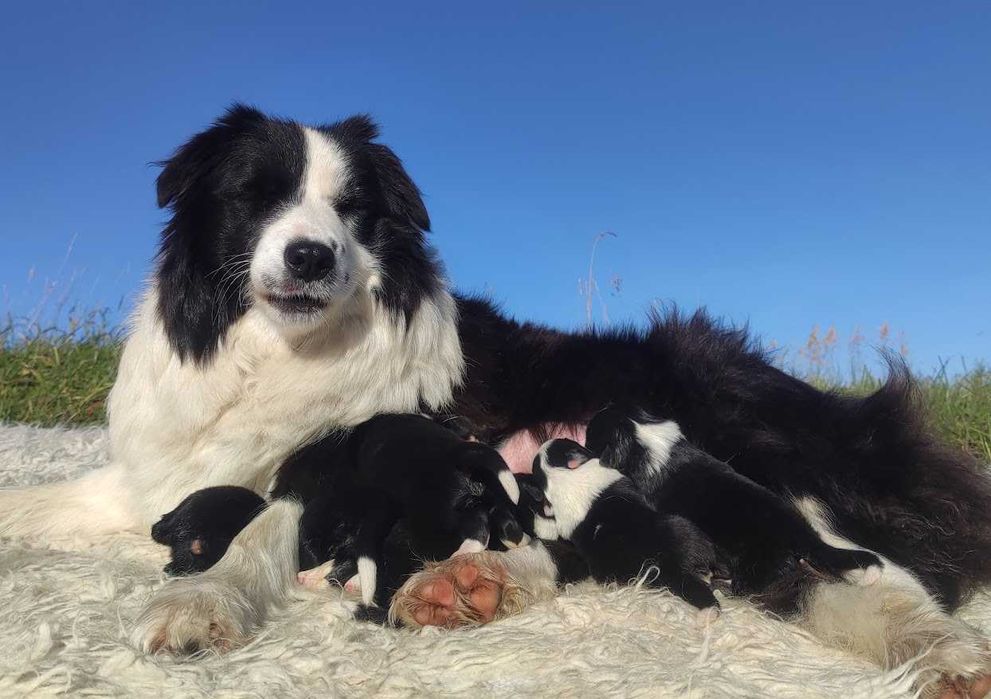 PIES BORDER COLLIE - pełna dok. przebadani rodz.