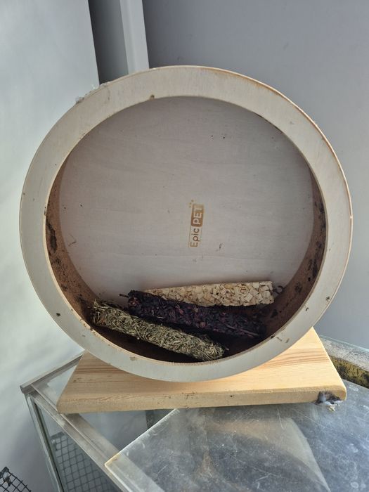Terrarium dla jeża gekona chomika