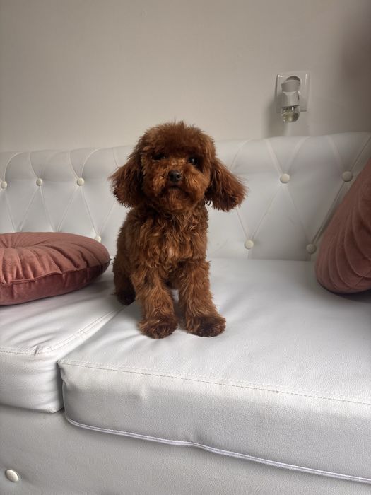 Pudel teacup chinczyk piesek!