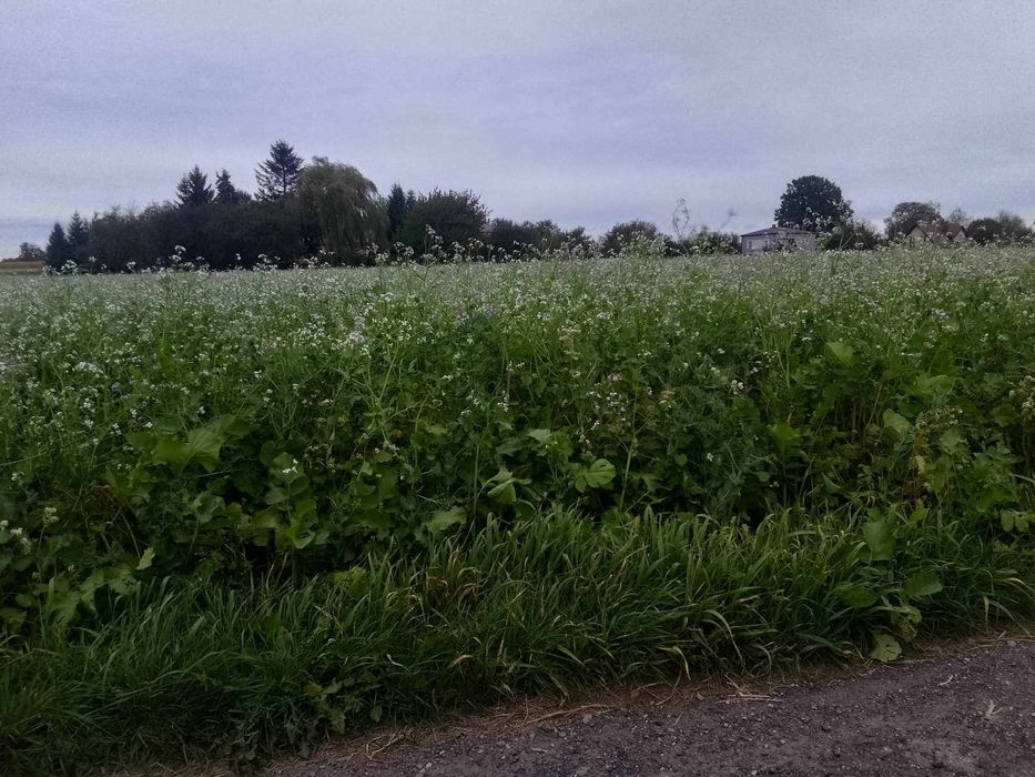 Rzodkiew oleista Romesa wysyłka