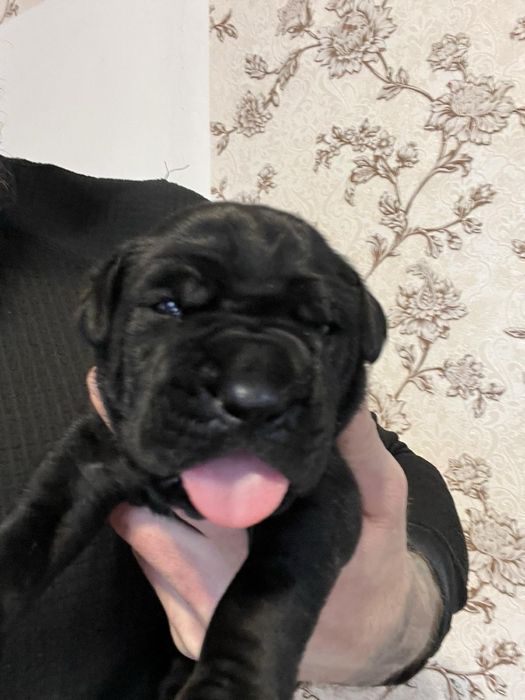 Шикарные  щенки Кане-Корсо