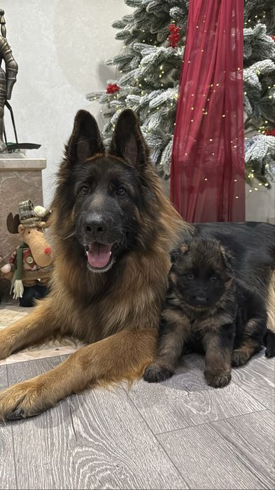 Цуценята німецької вівчарки КСУ