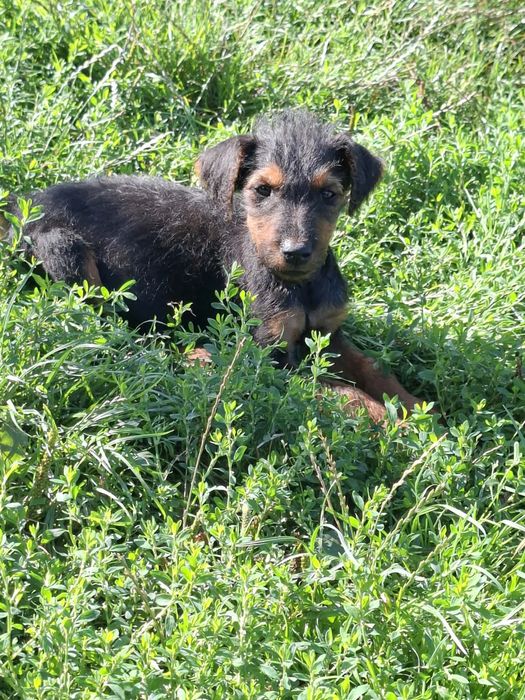 Terrier pies i suczka