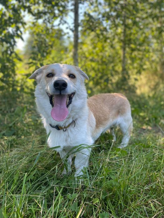 Maestro uroczy psiak do adopcji