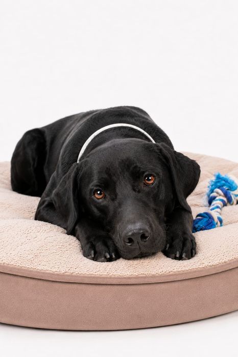 O cão perfeito para Adoção