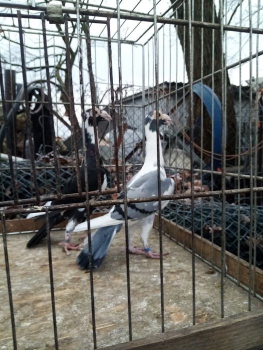 Gołębie ozdobne karier