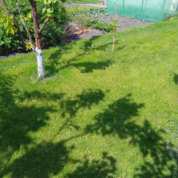 Обрізання плодових дерев,догляд за територією.