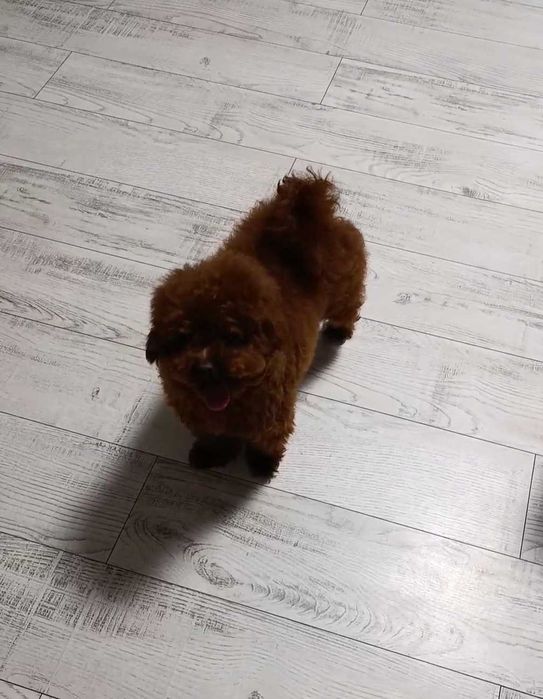 В'язка!!! Той пудель. Китай.