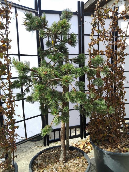 Sosna oscista, pinus aristata