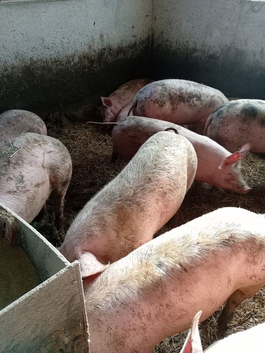 Tucznik na sprzedaż