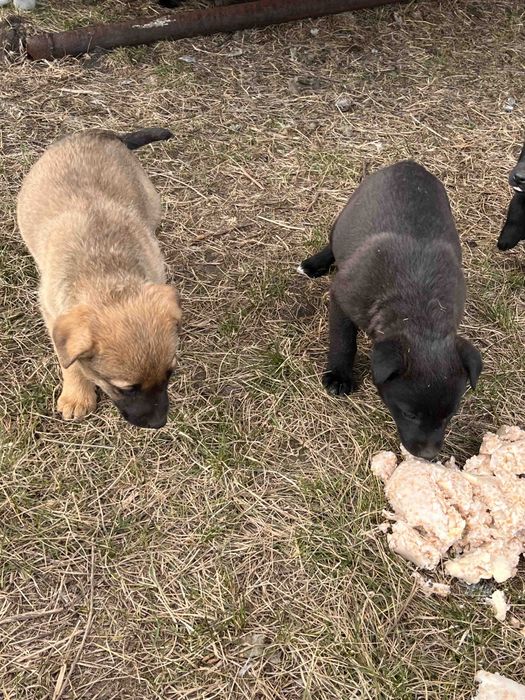 Щенки небольшой породы