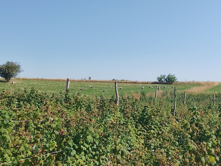 Саджанці малини сорту Полана
