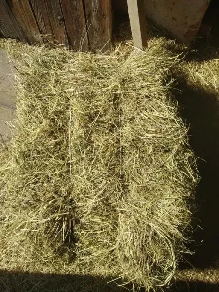 Siano w kostkach skos 2025