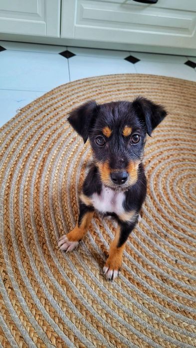 Szczeniaki: 3 bracia ze wsi szukają domów. Adopcja