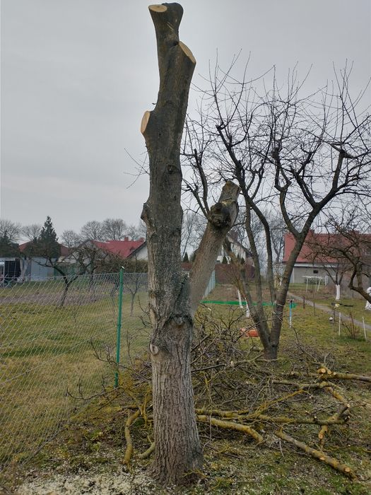 Drzewo-pień orzecha włoskiego