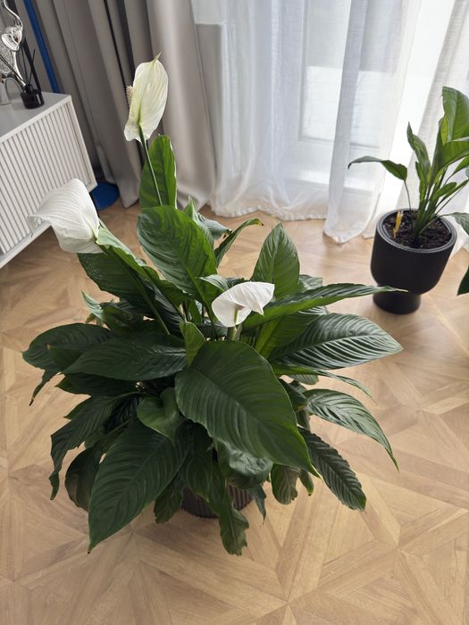 Duży skrzydłokwiat 110–115 cm + donica | piękny, gęsty