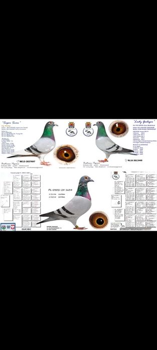 Sprzedam Gołębia-Samczyk Vercammen/Bustraan Pigeons