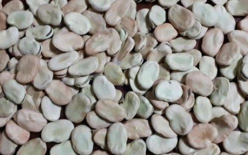 Favas secas para cozinhar