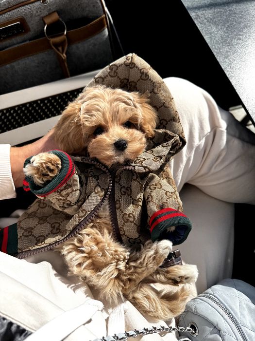 Мальтіпу дівчинка супер міні Ф1, maltipoo female super mini F1