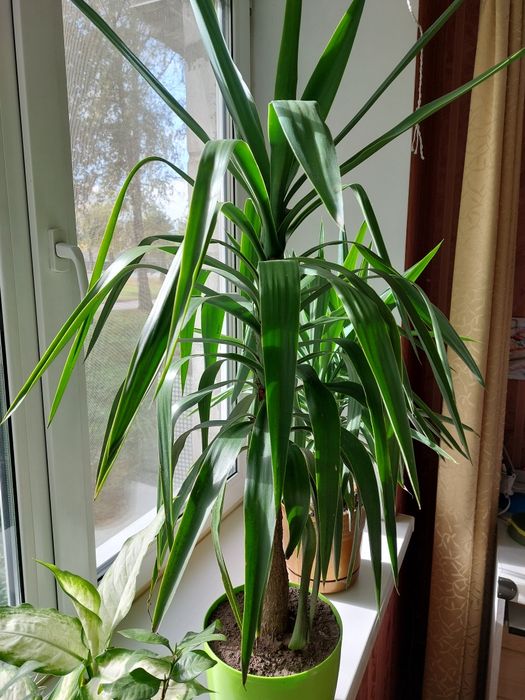 Юка кімнатна велика