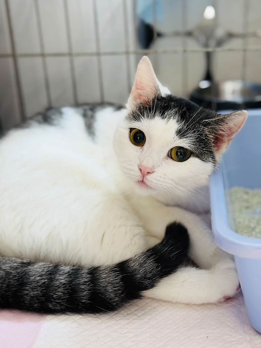 Koteczka do pilnej adopcji