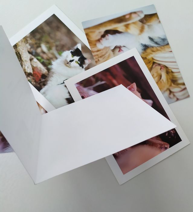 Американские открытки с кошками котики коты кошка вязка котята