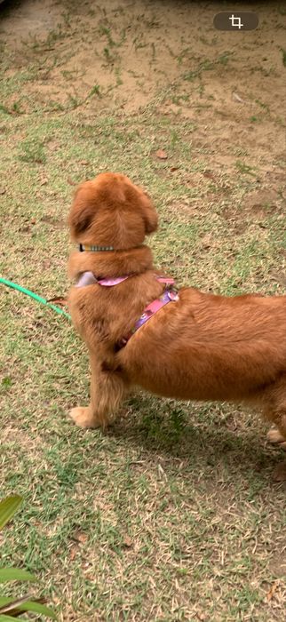 Petsitter em Avintes