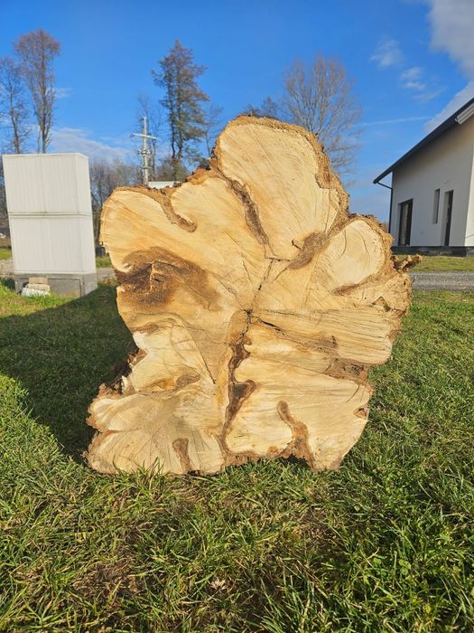 Akacja w Kłodzie,  kłoda akacji , akacja na pniu.