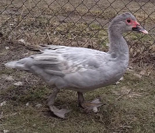 Качка лавандова