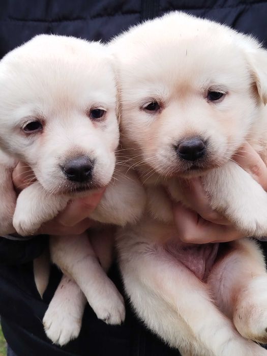 Labrador szczenię tel.-5.7.5.3.0.2.0.3.9.