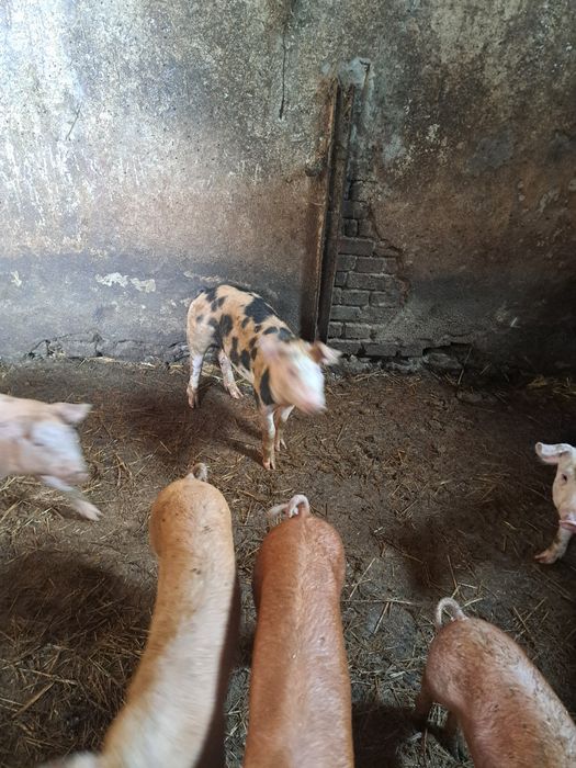 Prosięta świnie warchlaki