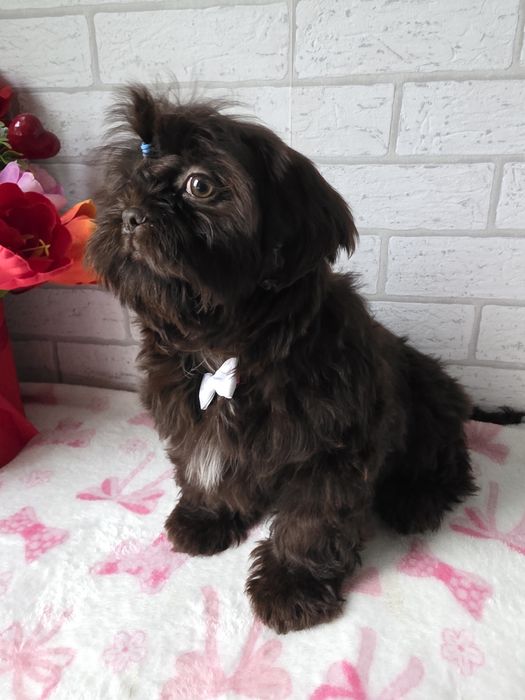 Shih Tzu  Czekolada komplet szczepień