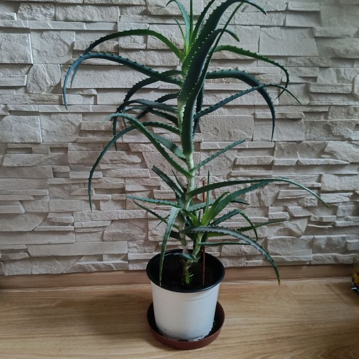 Aloes drzewiasty duży