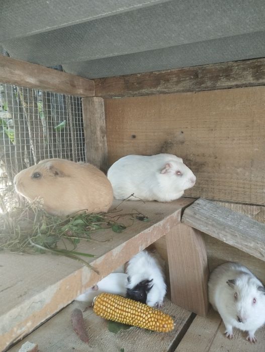 Продам морскі свинки хлопчики