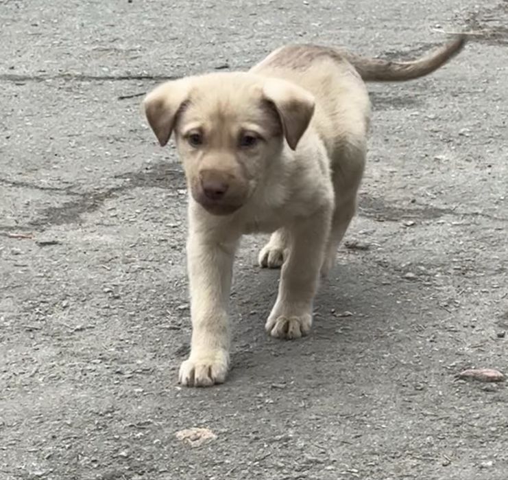 Хлопчик, 3,5 місяці, буде гарним охоронцем