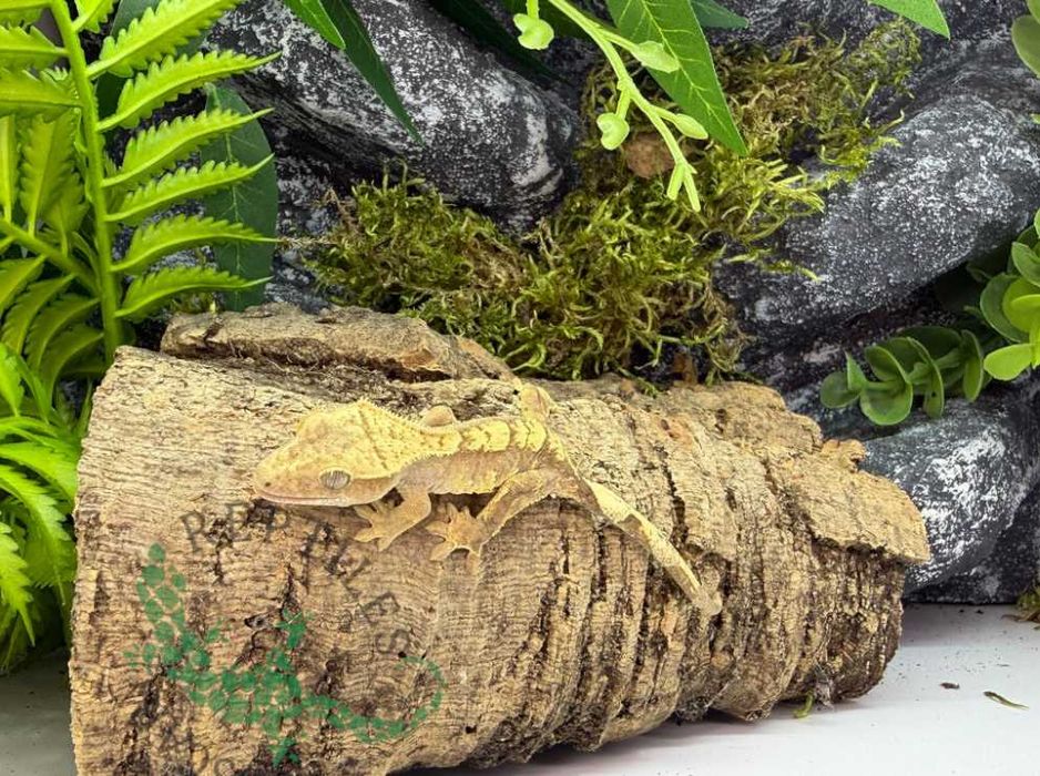 Gekon orzęsiony Gekony orzęsione Konin