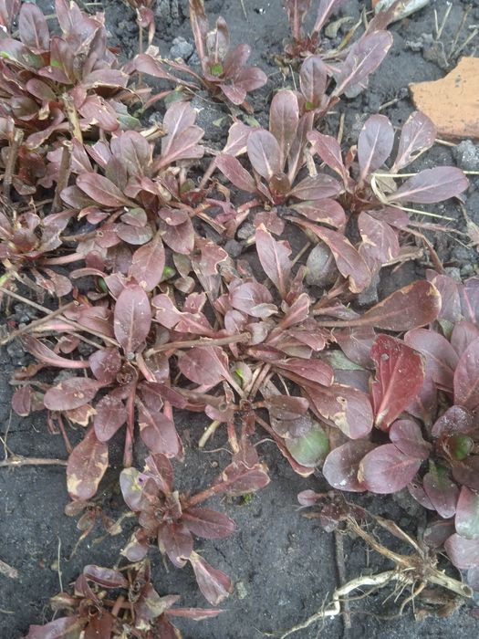 Енотера багаторічна