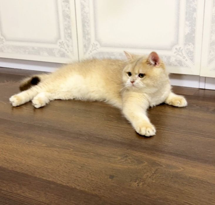 Британська золота шиншилла