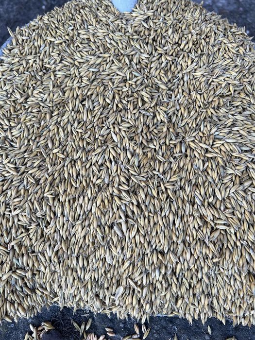 Owies jary pszenżyto