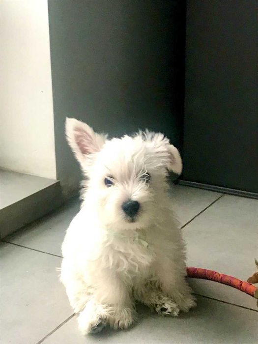 Цуценята вест хайленд уайт терєра