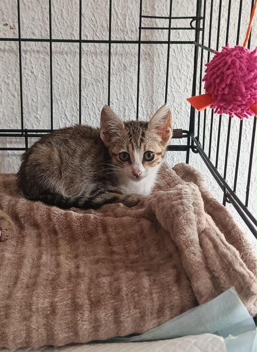 Gatinhos bebés para adoção responsável