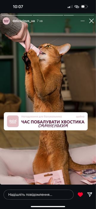 Розплідник абіссинських кішок RUDDY LOVE пропонує кошенят